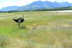 1107-Reis Zuid-Afrika2007